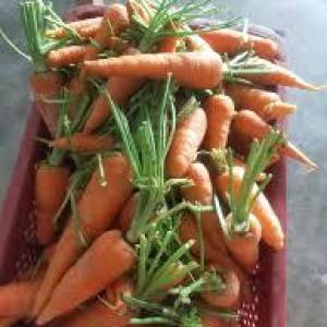 Carrots 1kg