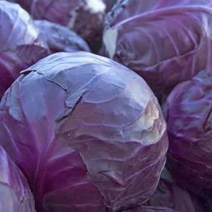 Purple cabbage
